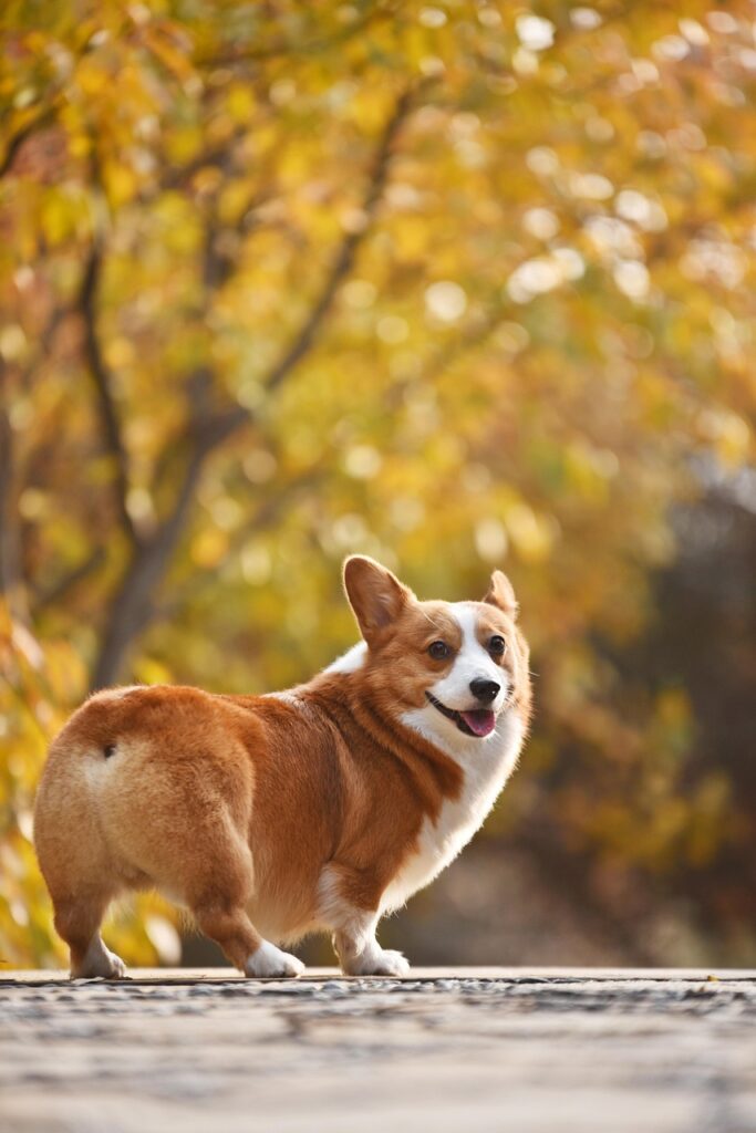 pets, pet, animal, dog, corgi