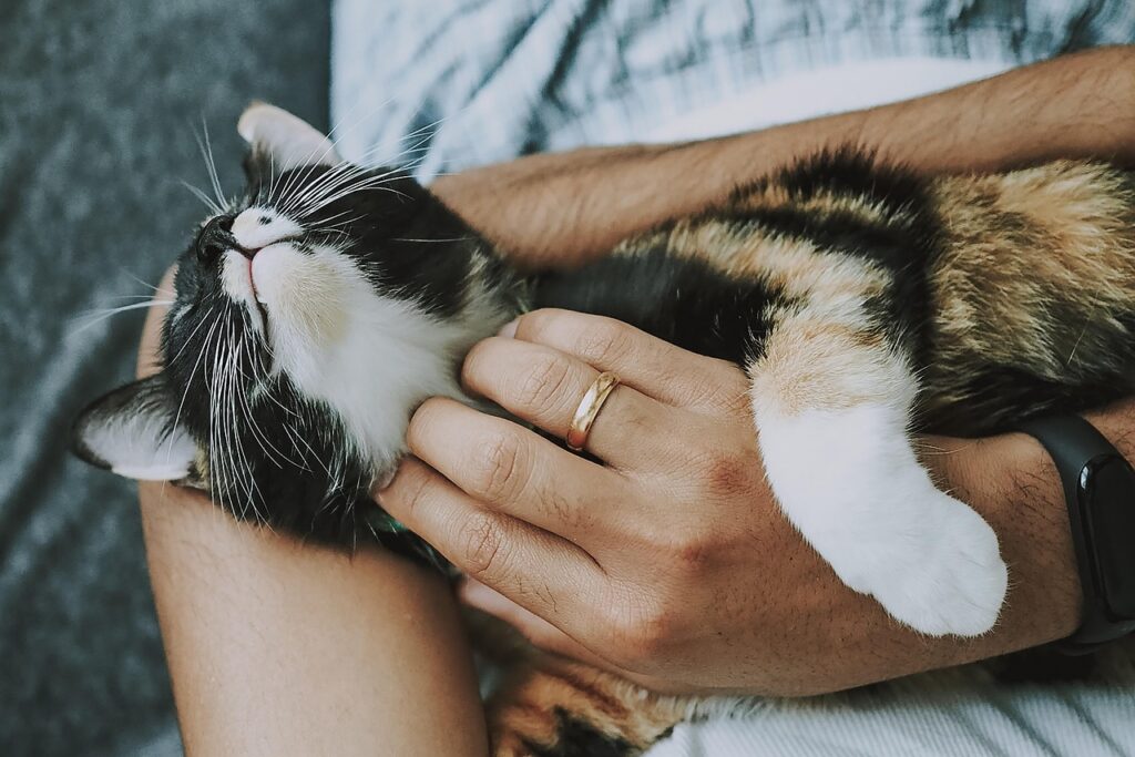 cat, nature, pet, care, pet care, kitten, animal, domestic cat, feline, mammal, cute, furry, playful, fur, kitty, adorable, rescue cat, animal care, closeup