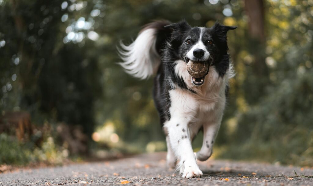Dynamic shot of a playful Border Collie running with a ball in a vibrant outdoor environment.